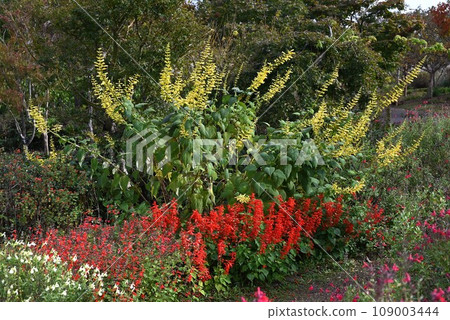 丹參花、Higoromosou(猩紅草)、Aruji 花、一串紅、猩紅鼠尾草 丹參花、Higoromosou(猩紅草)、Aruji 花、一串紅、猩紅鼠尾草 109003444