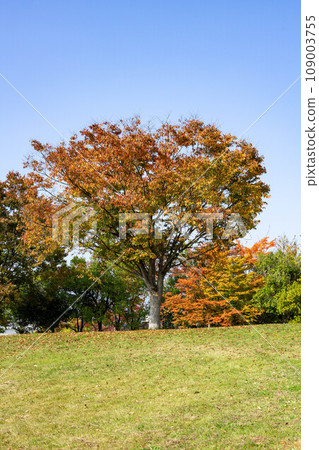 field and big tree field and big tree 109003755