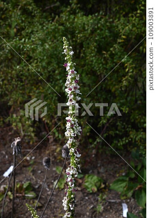 Barbascum wedding candle flowers 109003891