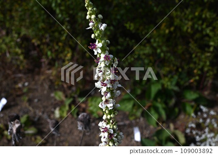 Barbascum wedding candle flowers Barbascum wedding candle flowers 109003892