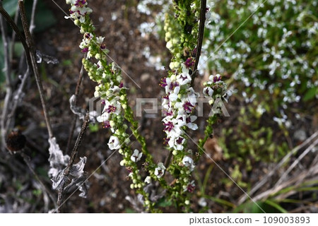 Barbascum wedding candle flowers Barbascum wedding candle flowers 109003893