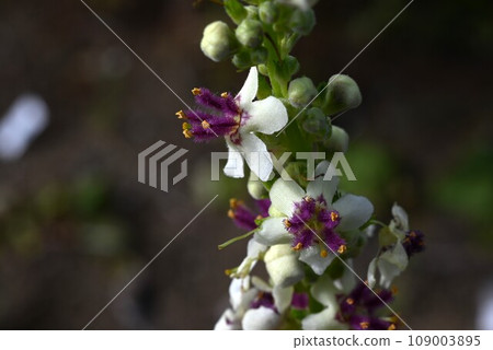 Barbascum wedding candle flowers Barbascum wedding candle flowers 109003895