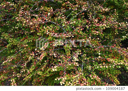 The autumn leaves of barberry (Megi), another name for Kotorimarazu (sharp thorns on the branches), and the rhizomes were boiled and used for eye washing, so it is called ``Megi''. The autumn leaves of barberry (Megi), another name for Kotorimarazu (sharp thorns on the branches), and the rhizomes were boiled and used for eye washing, so it is called ``Megi''. 109004187