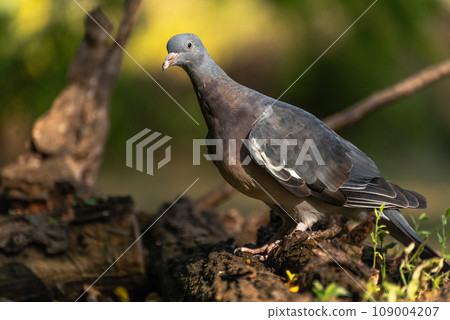 The common wood pigeon Columba palumbus, also known as simply wood pigeon The common wood pigeon Columba palumbus, also known as simply wood pigeon 109004207