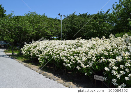 Hydrangea Hydrangea 109004292