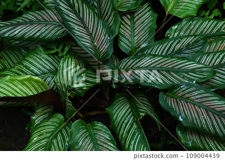 Calathea ornata / Tropical ornamental plant, pink linear pattern Calathea ornata / Tropical ornamental plant, pink linear pattern 109004439