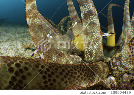 Akinohamakakure shrimp 109004489