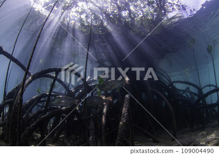 Mangrove in Iriomote Island 109004490