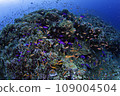 在Iriomote島的珊瑚礁 109004504