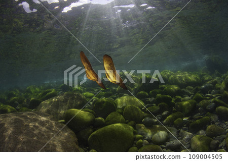 模仿枯葉的幼魚 109004505