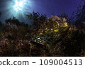 安娜蝦虎魚躲在海藻中 109004513