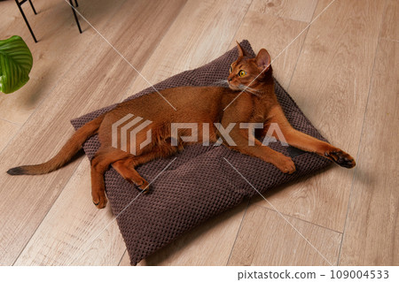 Abyssinian young cat lies on the pillow. Beautiful purebred short haired pet 109004533