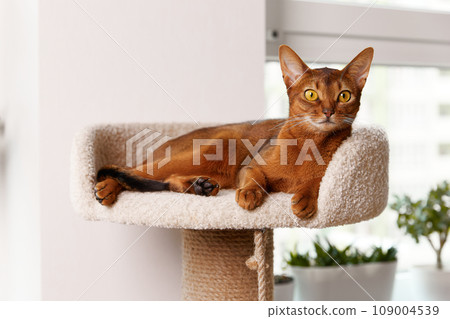 Abyssinian young cat lies at tower. Beautiful purebred short haired kitten 109004539