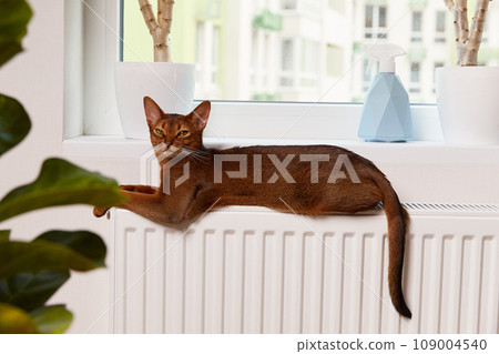 Abyssinian young cat lies on the windowsill. Beautiful purebred short haired kitten 109004540