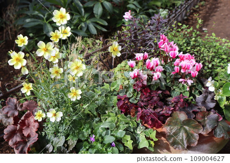 冬季花卉種植和盆栽 109004627