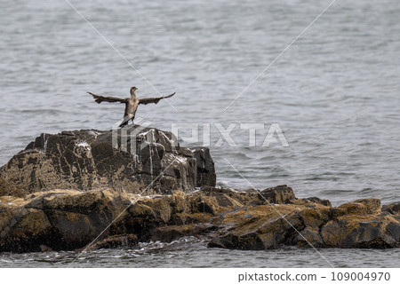 Seabirds enjoying the sea breeze Seabirds enjoying the sea breeze 109004970