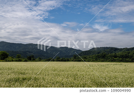 蕎麥麵的景觀 蕎麥麵的景觀 109004990