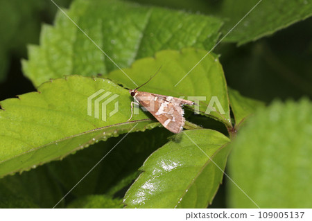 White-eared snake 109005137