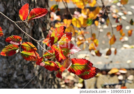 秋天的公園形象，紅葉沐浴在陽光下 109005139