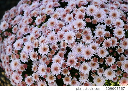 Potmum：在調整株高的盆中製作的秋季盛開的菊花 109005567