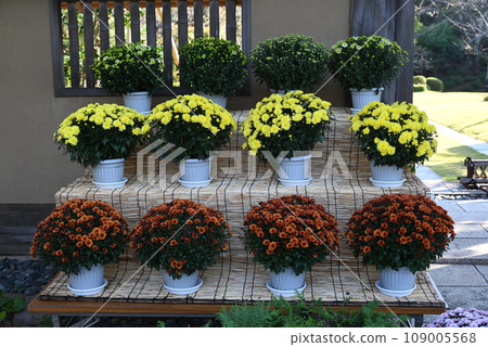 Potmum：在調整株高的盆中製作的秋季盛開的菊花 109005568