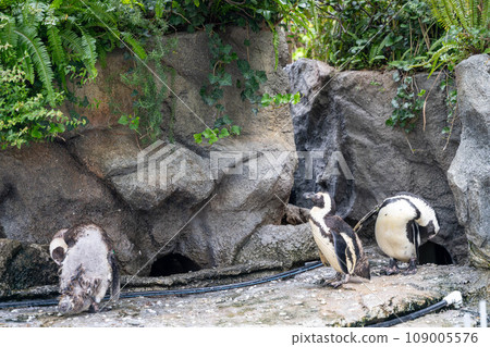 Cape Penguin Cape Penguin 109005576