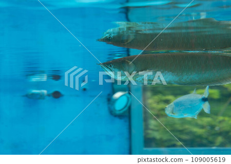 silver arowana and silver dorado silver arowana and silver dorado 109005619