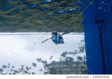 開普企鵝游泳 109005656