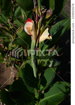 美人蕉花/熱帶/熱帶植物 109005676