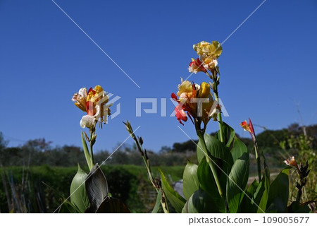 美人蕉花/熱帶/熱帶植物 109005677