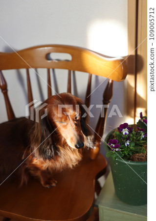 享受中提琴的臘腸犬 109005712