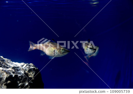 2 念佛台 109005739