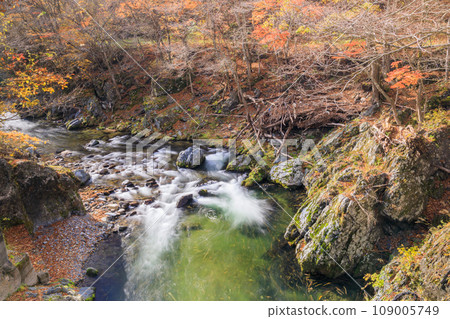 "Iwate Prefecture" Kuji Stream autumn leaves in late autumn "Iwate Prefecture" Kuji Stream autumn leaves in late autumn 109005749