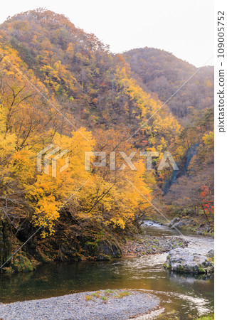 "Iwate Prefecture" Kuji Stream autumn leaves in late autumn "Iwate Prefecture" Kuji Stream autumn leaves in late autumn 109005752