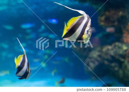 Hanatatedai 109005788