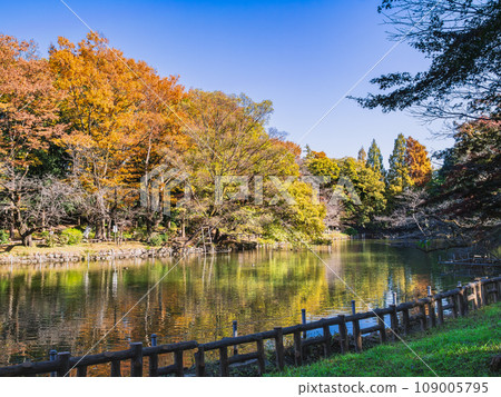 Kichijoji Autumn Inokashira Park 109005795