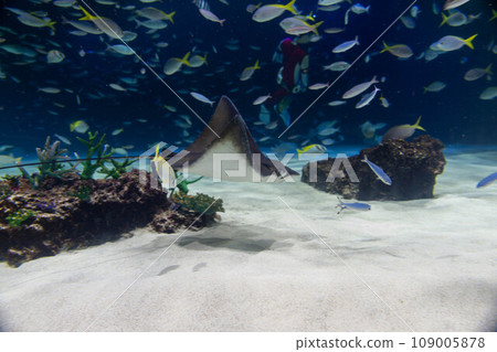 A flock of stingrays and black-spotted crabs A flock of stingrays and black-spotted crabs 109005878