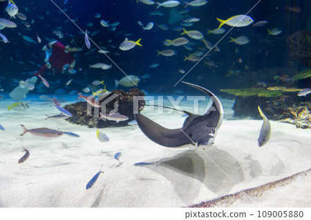 A flock of stingrays and black-spotted crabs A flock of stingrays and black-spotted crabs 109005880