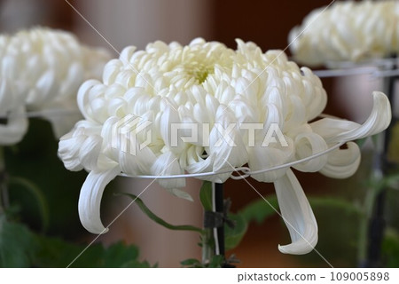 Chrysanthemum flowers, chrysanthemum exhibition, art, Japanese culture, autumn traditions 109005898