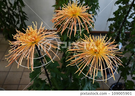 菊花、菊花展、藝術、日本文化、秋季傳統 109005901