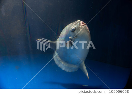 翻車魚 翻車魚 109006068