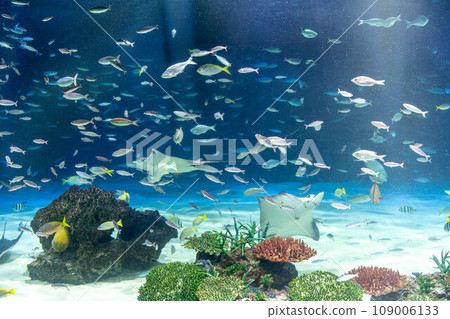 鰩魚和熱帶魚群 109006133