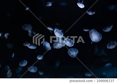 水母水族館 109006137