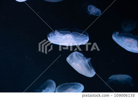水母水族館 109006138