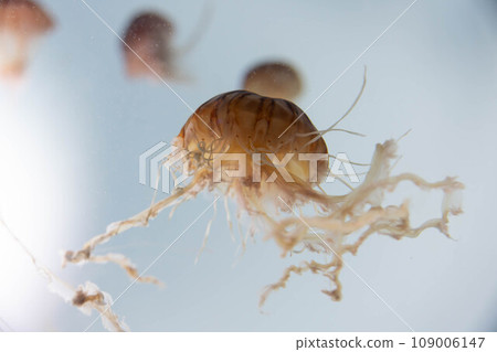 Akari lake aquarium 109006147