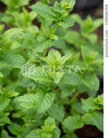 peppermint 109006268