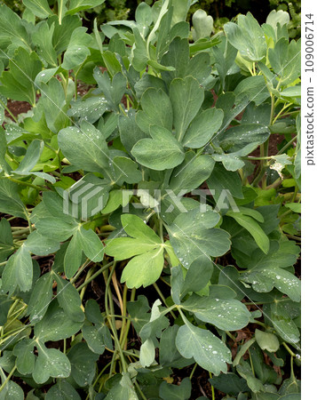 Buttonpoufou medicinal plant Buttonpoufou medicinal plant 109006714