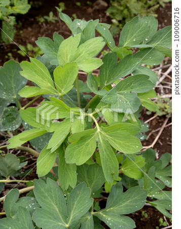 Buttonpoufou medicinal plant Buttonpoufou medicinal plant 109006716