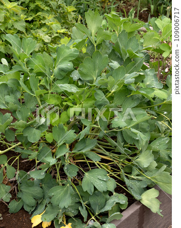Buttonpoufou medicinal plant Buttonpoufou medicinal plant 109006717