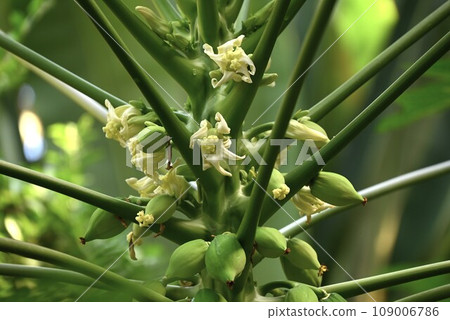 Papaya flower and fruit Papaya flower and fruit 109006786